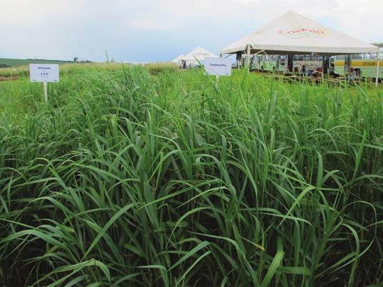 6 Defesa vegetal e sustentabilidade do agronegócio A B C D E