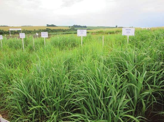 (Digitaria insularis) parcelas demonstrativas em dia de campo