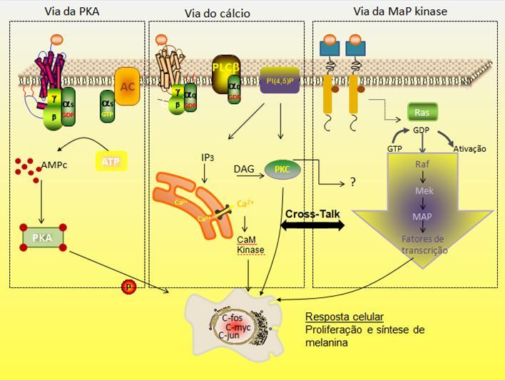 INTRODUÇÃO Figura 1 - Vias de sinalização intracelular participantes da estimulação da proliferação e melanogênese em melanócitos humanos (Modificado de IMOKAWA et al., 1997).