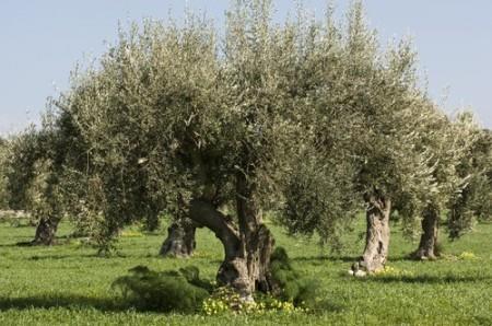 oliveira, da alfarrobeira e da plantação de grandes pomares (são famosos os figos e uvas do
