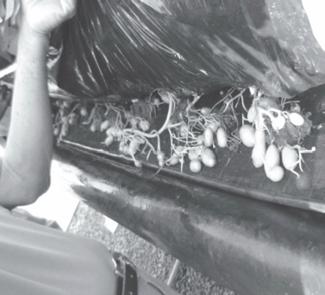 Janelas laterais que facilitam a colheita escalonada, sistema aeropônico, 54 DAT, cultivar Ágata (Lateral windows which help the repeated harvesting, aeroponic system, cultivar Agata).