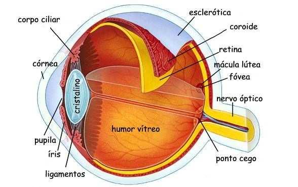 composto por um conjunto sensorial constituído pelo olho, via óptica e centros visuais, e um conjunto não sensorial representado pelos vasos e nervos.