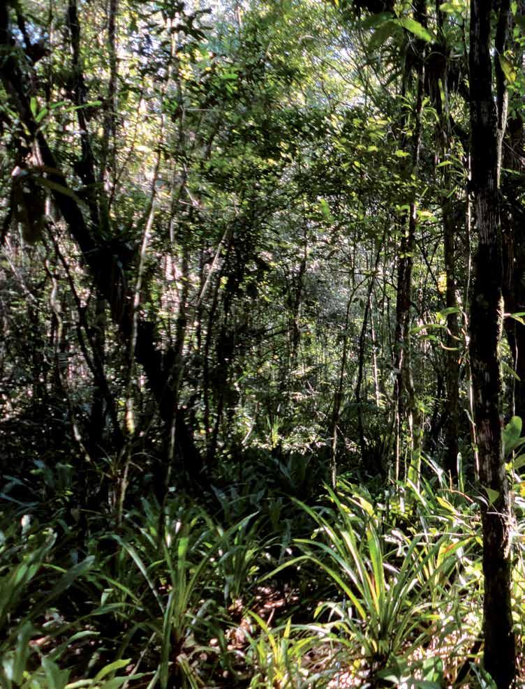 Floresta Alta de Restinga Parque Estadual
