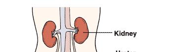 Anatomia do Rim Localização: retroperitonial; disposto, em par, na parte posterior do abdomen