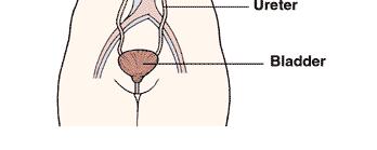 12 cm comprimento 5 a 7,5 cm largura 2,5 a 3 cm espessura Proteção: cápsula fibrosa e lisa.