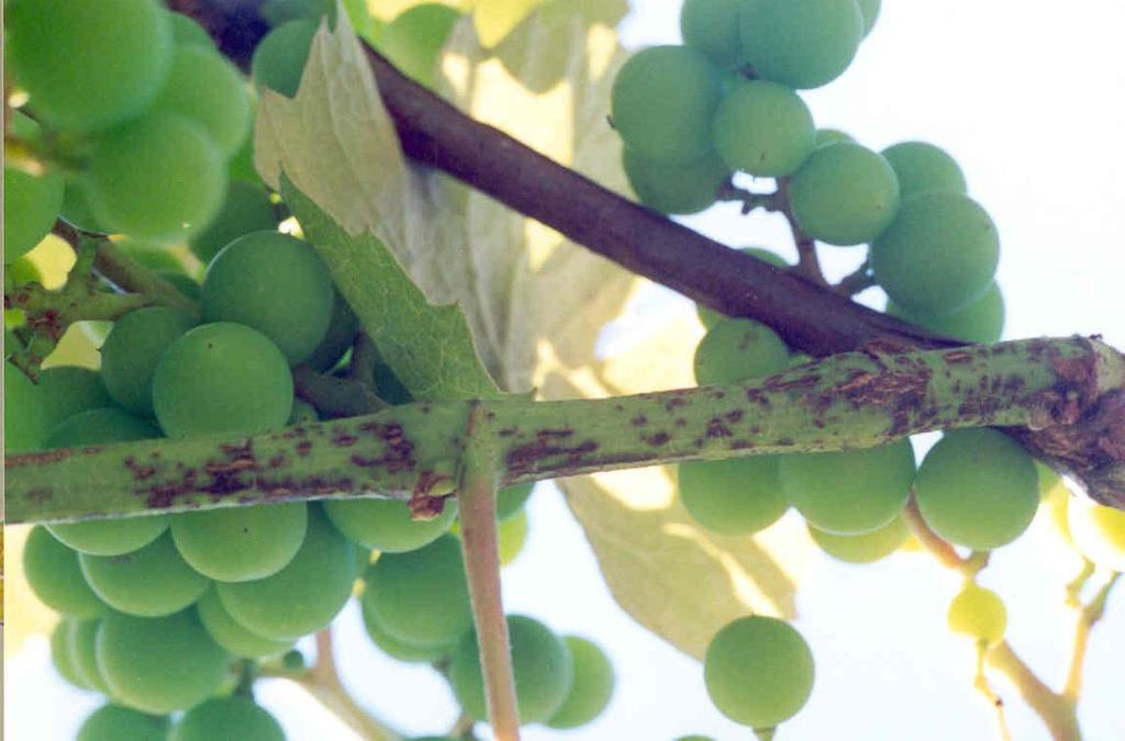 Quando estas manchas alongam-se, ficam com poucos milímetros de comprimento, a epiderme dos brotos racha apresentando escoriações na base do ramo (Fig. 3 e 4).