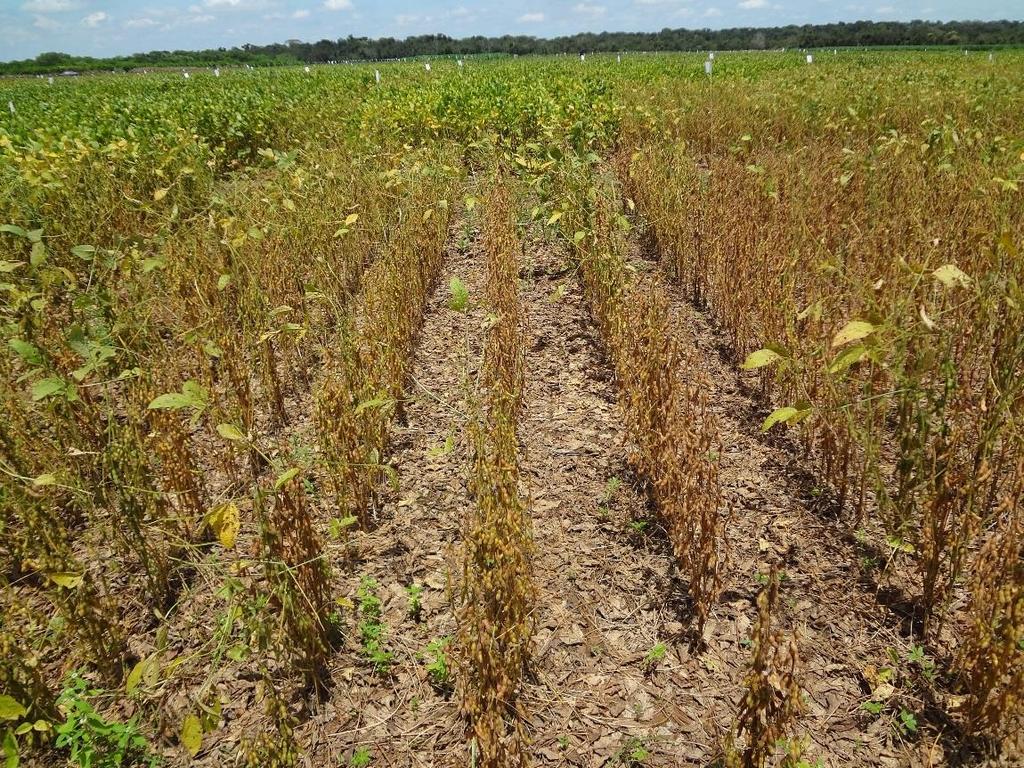 Engenheiro Agrônomo Fundação Rio Verde, MT fabio@fundacaorioverde.com.