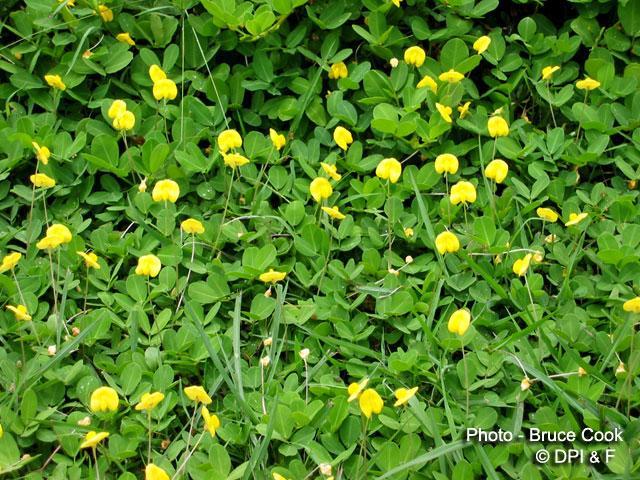 Arachis pintoi cv.