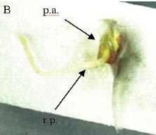 Detecção de anormalidades em embriões.