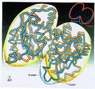 Aspartato transcarbamoilase (ATCase) ligação cooperativa homotrópica positiva para ambos os substratos heterotropicamente inibida pela cistidina trifosfato (CT)