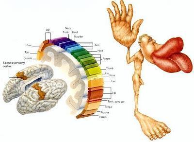 Musculatura usada em tarefas que requerem controle motor fino, ocupa