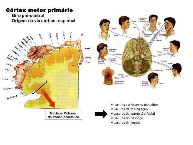 Córtex Motor Primário comanda movimentos