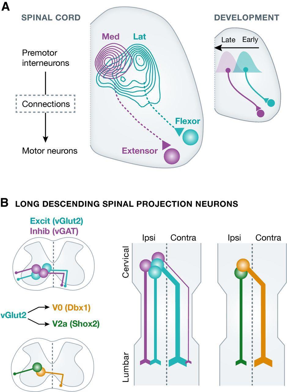 Via Córtico-Espinhal (adapted from Tripodi et al, 2011). Organização médio-lateral dos interneurônios pré-motores na medula espinhal no desenvolvimento neurogênico.