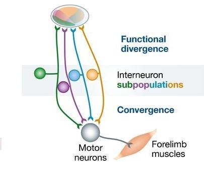 Via Córtico-Retículo-Espinhal manutenção da postura e alguns movimentos reflexos A formação reticular é um dos destinos mais importantes das projeções