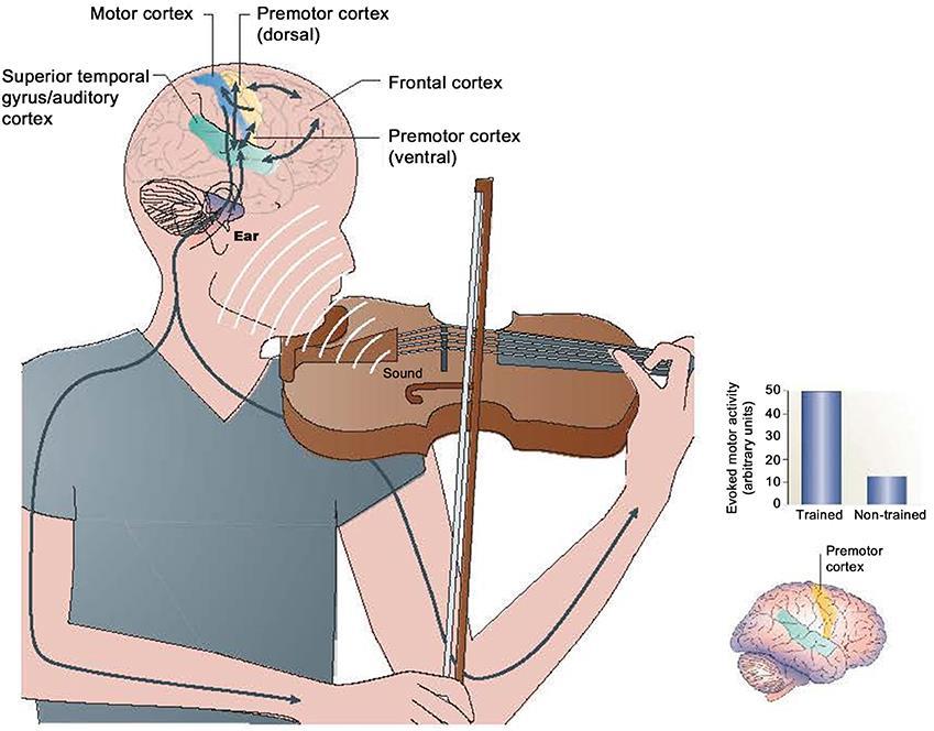 Interações do Sistema Auditivo e Motor durante o desempenho musical Atividade neural entre regiões pré-motoras,