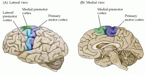 Córtex Motor Cerebral onde se localizam os neurônios motores superiores no lobo frontal: Córtex Motor Primário, Córtex Pré-Motor e Área Motora Suplementar Córtex Pré-motor Área Motora Suplementar