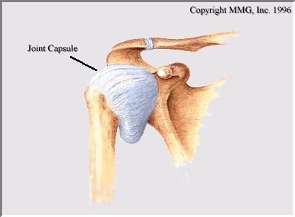 -remoção de fragmentos 4- líquido sinovial (sinóvia): -viscoso -nutrição da cartilagem articular