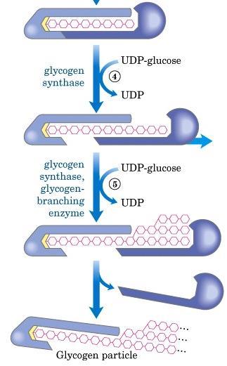 Enzima é a proteína tirosina glicosiltransferase Após a ligação de 8 unidades de glicose, a