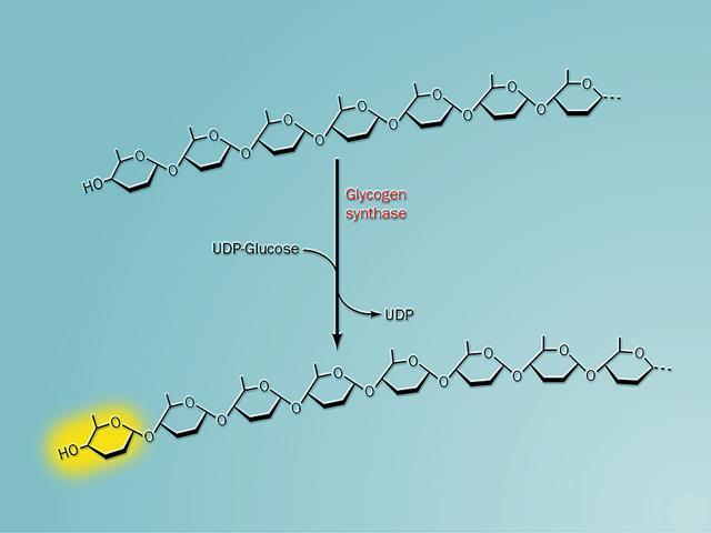 Adiciona UDP glicose