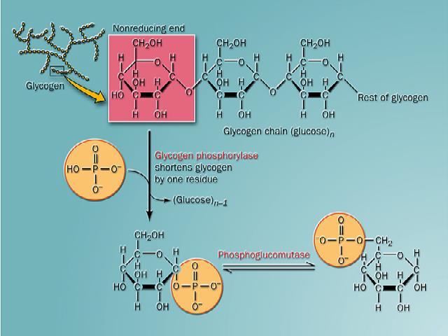 Glicogênio fosforilase (fosforólise) encurta em 1