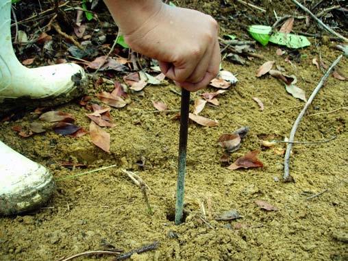 Raramente são observadas galerias com profundidade maior que 40 cm, em virtude da superficialidade das raízes laterais do paricá, fazendo com que as ninfas concentrem-se nas primeiras camadas do solo.
