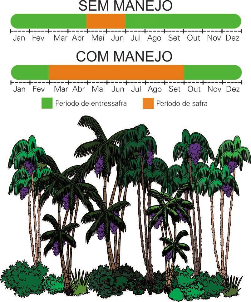 30 GUIA PRÁTICO DE MANEJO DE AÇAIZAIS PARA A PRODUÇÃO DE FRUTOS eríodos de safras mais longos, com redução dos períodos