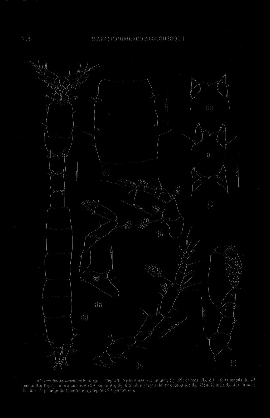 214 ELAINE FIGUEIREDO ALBUQUERQUE Microcerberus brasüiensis n. sp. - Fig. 58: Vista dorsal do animal; fig. 59: cabeça; fig. 60: lobos tergais do 2 o pereonito; fig.