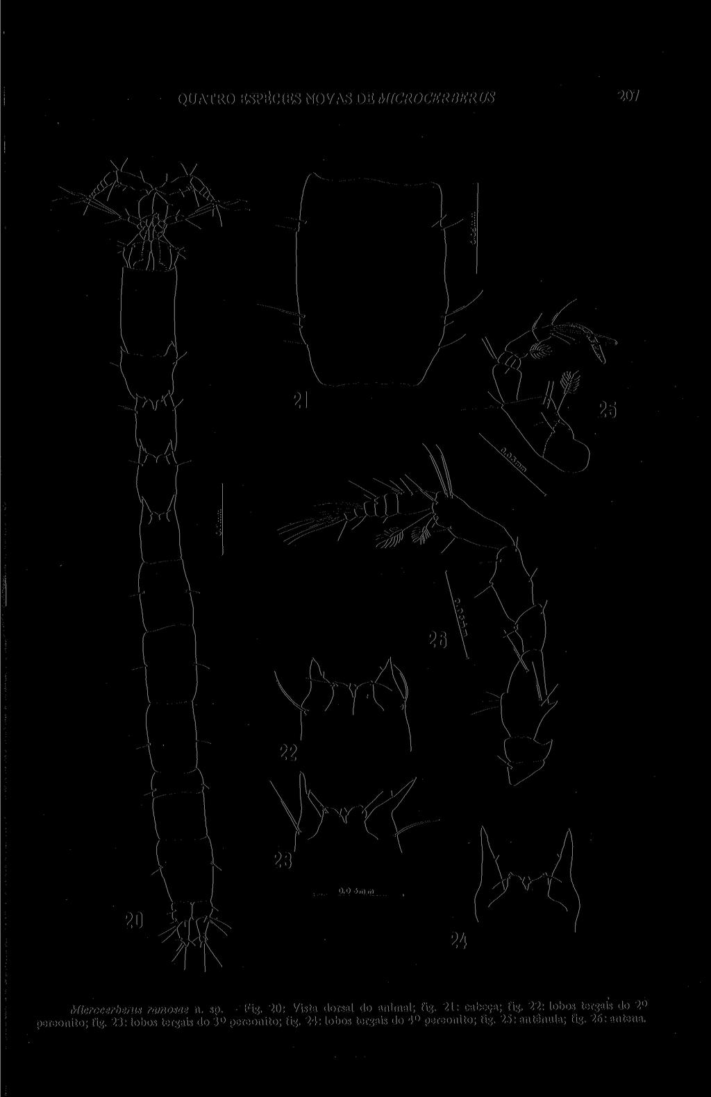 QUATRO ESPÉCIES NOVAS THE MICROCERBERUS 207 Microcerberus ramosae n. sp. - Fig. 20: Vista dorsal do animal; fig. 21: cabeça; fig.