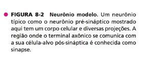 Sinais neurais: comunicação neural - Neurônio pré-sináptico Fenda sináptica - Neurônio