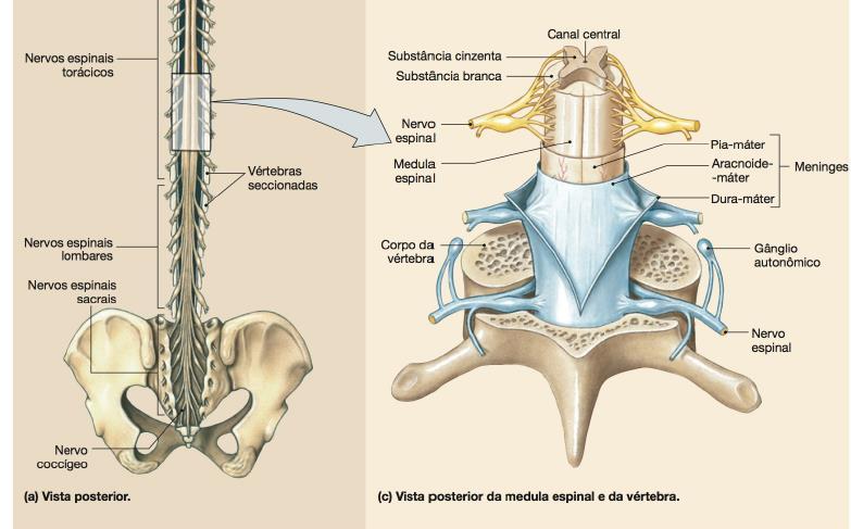 Meninges na