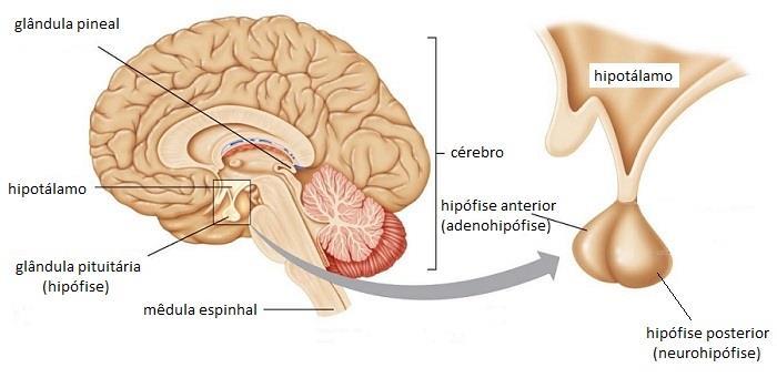 Hipotálamo e