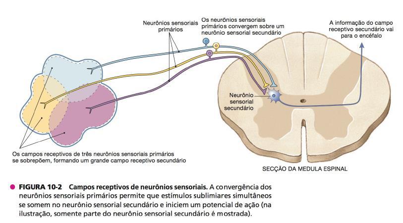 Neurônios sensoriais