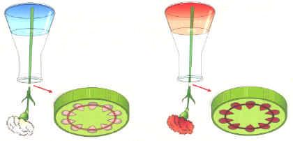 Com base nos dados do gráfico, refira o período do dia em que: - a transpiração excede a absorção radicular; - a absorção radicular excede a transpiração. 3.