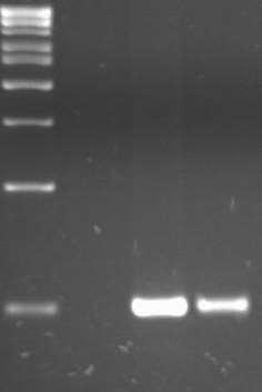 Ciclos repetidos de desnaturação pelo calor, hibridização com os iniciadores, e síntese de DNA resultam em uma