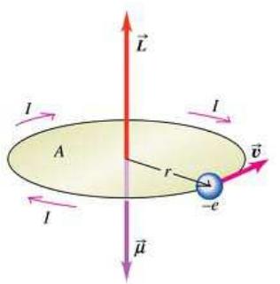 Momento magnético clássico Modelo clássico simples para um átomo de Bohr de 1