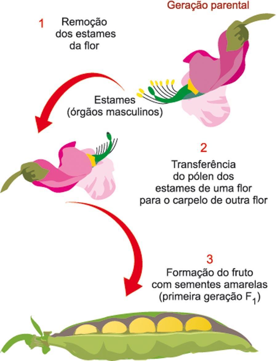 Experimentos de