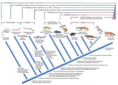 Aula 3 Ensino de Zoologia: do senso