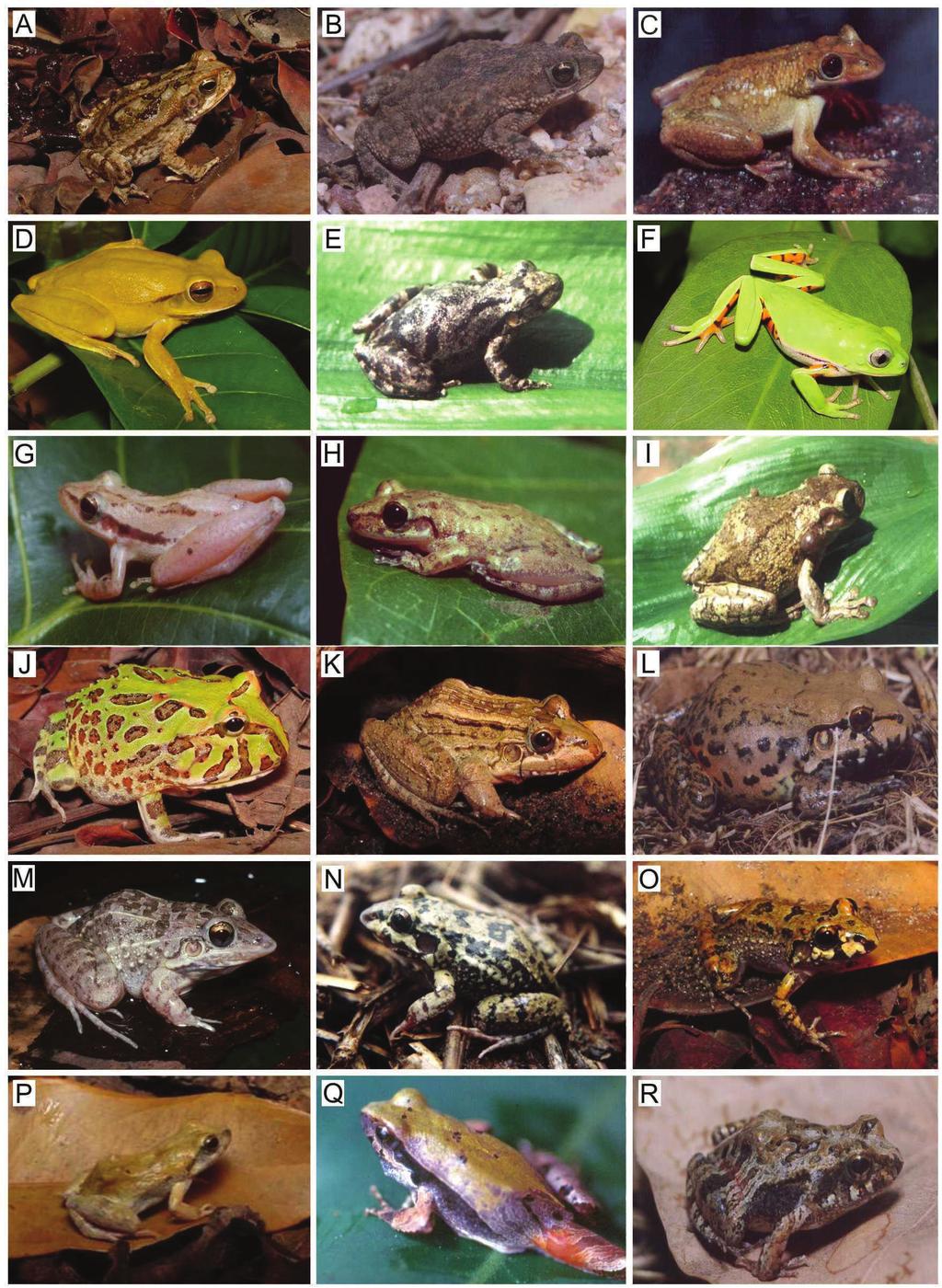 Diversidade de anfíbios e répteis Apêndice 1: Fotos 238 Prancha 1 Anﬁbios da caatinga. a) B.