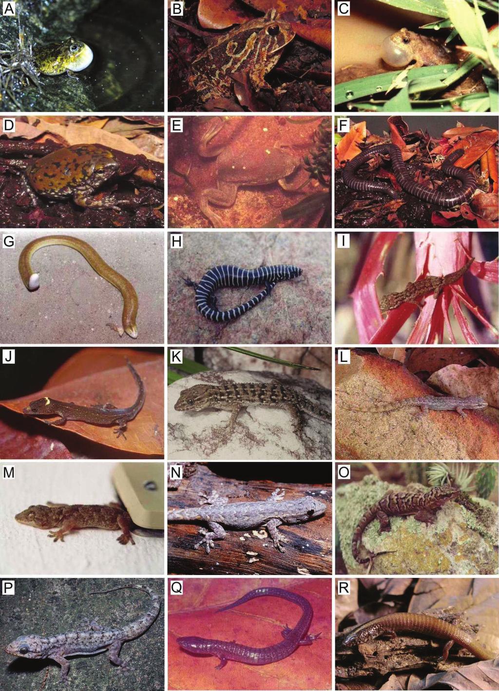 Prancha 2 Anfíbios e répteis da caatinga: a) Pleurodema diplolistris ; b) Proceratophrys cristiceps; c) Pseudopaludicola sp.