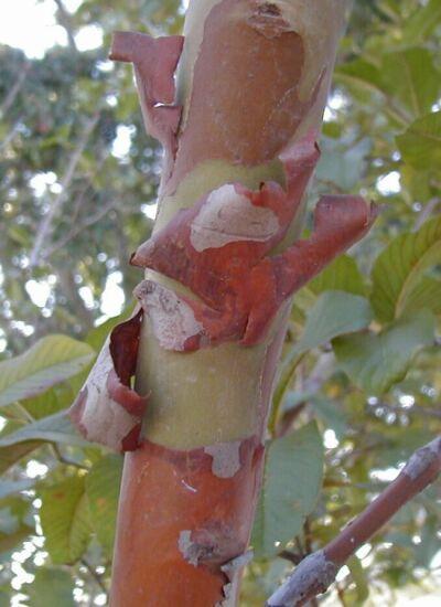 Ritidoma é a designação dada às porções mais velhas do súber que se vão destacando da superfície dos troncos das plantas lenhosas,