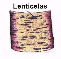 Lenticelas são órgãos de arejamento encontrados nos