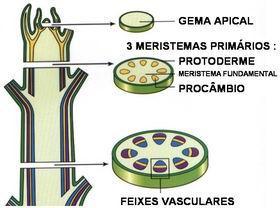 MERISTEMAS PRIMÁRIOS