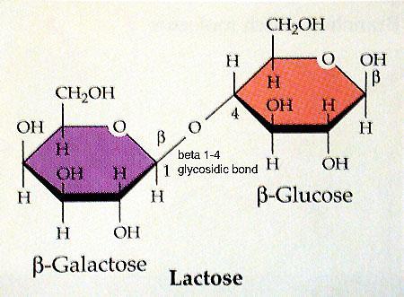 Os mais importantes O Glicose ou dextrose: é a forma de açúcar que circula no sangue e