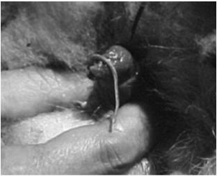 Hiperfosfatemia/Uremia Cristalúria/Fosfatúria Tratamento Tratamento Cirúrgico Amputação do processo uretral Cateterização uretral e