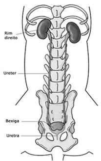 limiar de reabsorção tubular Causa incomum de urólitos de oxalato Causas potenciais: hiperparatiroidismo primário, Hipercalcemia hipervitaminose presente D, neoplasia em osteolítica 14 a