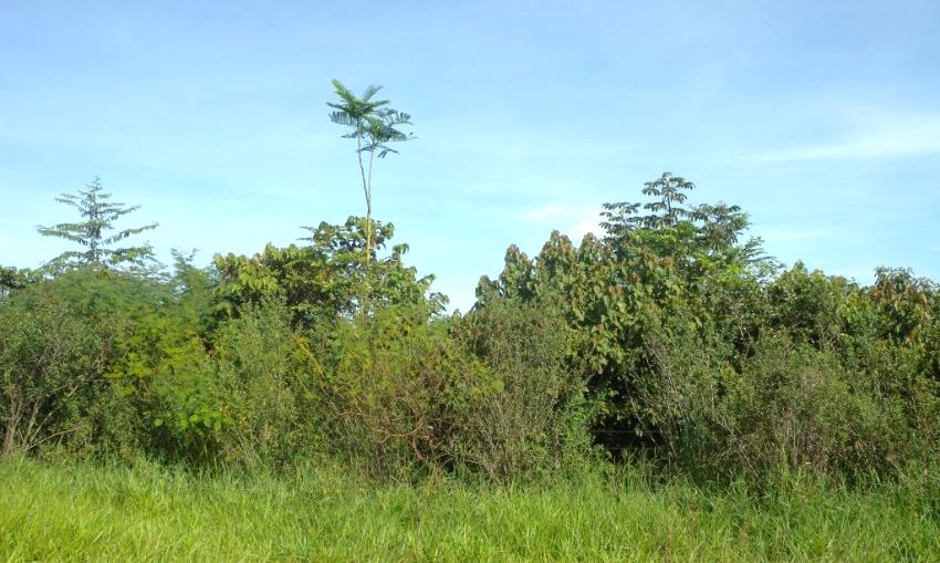 Área de floresta restaurada no munícipio de Santa Cruz do Xingu (ISA, 016).5.