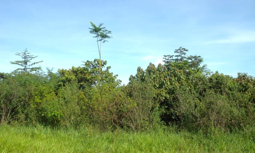 Estas áreas apresentam boa estrutura para o plantio mecanizado, especialmente o de soja, por ter relevo plano e solos profundos, de fácil correção.