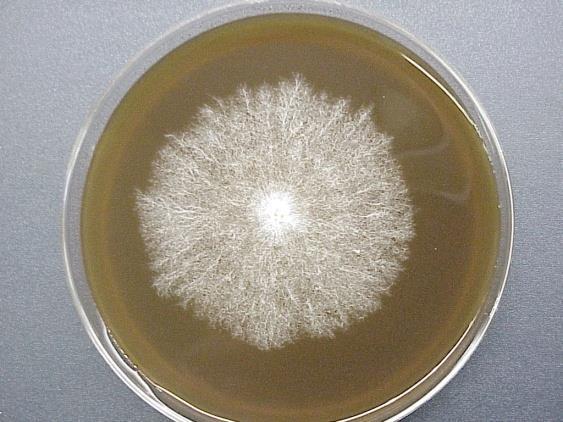 Crescimento Bactérias Meio levemente alcalino / neutro (ph 7-8) Rico