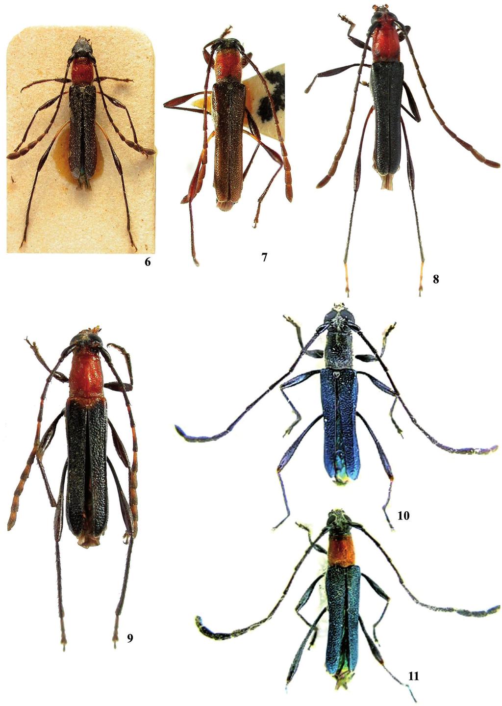 Papéis Avulsos de Zoologia, 51(21), 2011 337 Figuras 6 11: Vista dorsal: 6. Rhopalessa clavicornis (Bates, 1873), fêmea; 7. idem, macho; 8. R. demissa (Melzer, 1934), macho; 9.