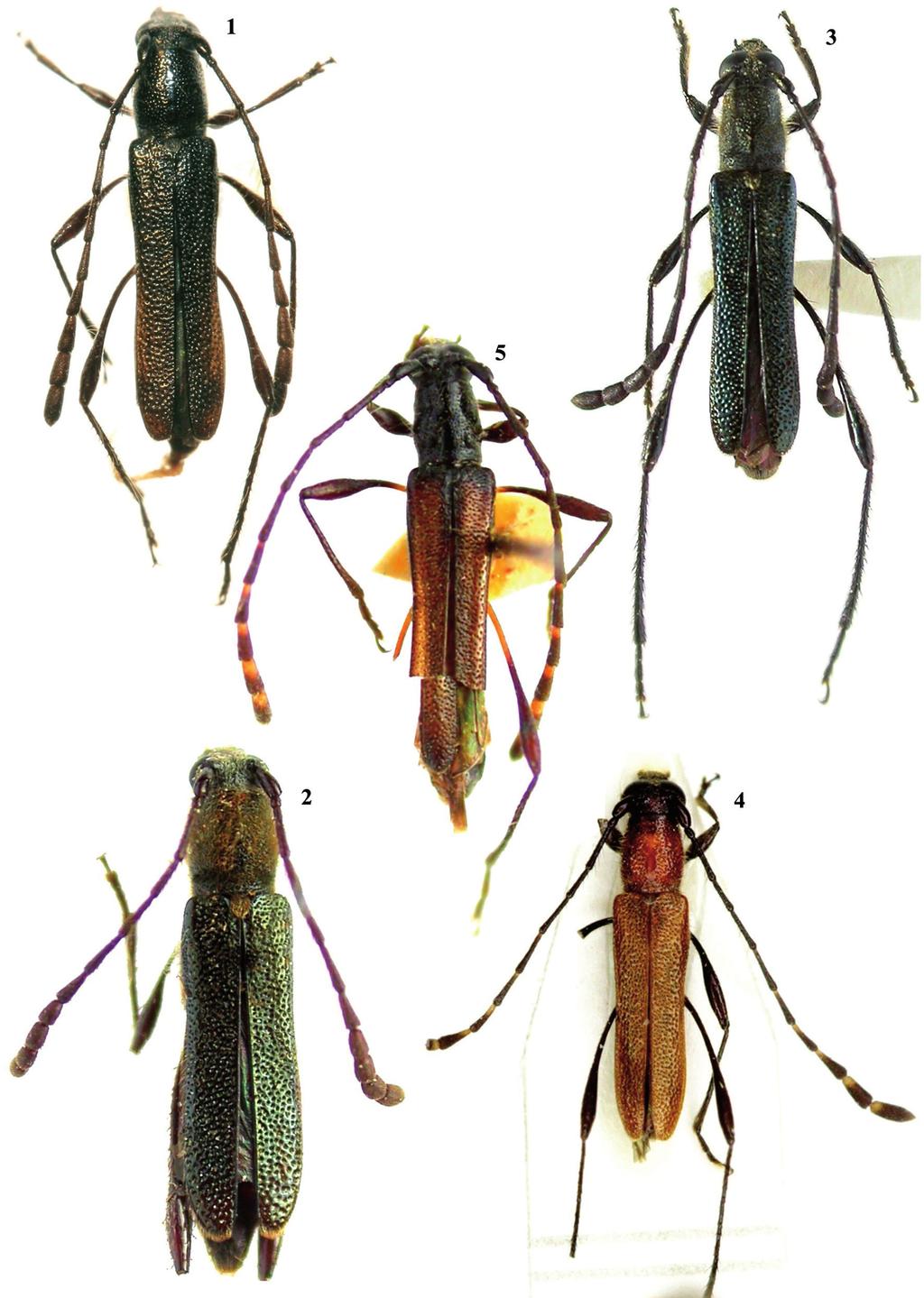 332 Clarke, R.O.S. et al.: Estudos taxonômicos em Rhinotragini IV Figuras 1 5: Vista dorsal: 1. Rhopalessa subandina sp. nov., holótipo fêmea; 2. R. hirticollis (Zajciw, 1958), parátipo fêmea; 3. R. pilosicollis (Zajciw, 1966), macho; 4.
